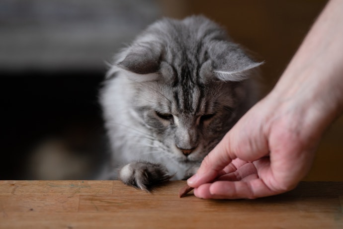 O Que Dar de Pestisco para Gatos?