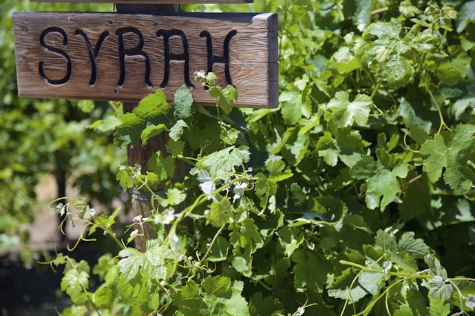 Quais as Características do Vinho Syrah?