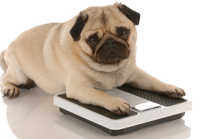 Para que Serve a Ração Light para Cães?