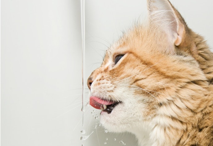 Por que Comprar um Bebedouro para Gatos?