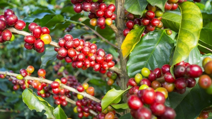 O que É Café Gourmet?