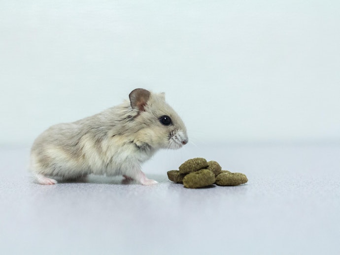 O Que É Ração Extrusada para Hamsters?