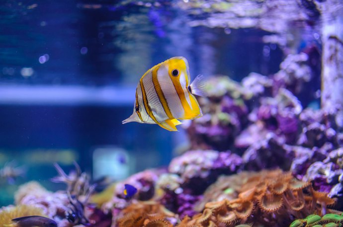 Qual a Diferença entre Bomba e Filtro para Aquário?