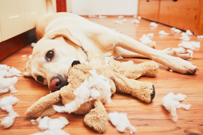 Lembre-se: Cães Não Gostam de Ficar Sozinhos!