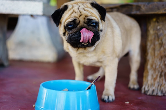 Por que Comprar uma Ração para Pug?