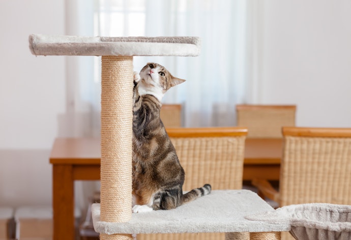 Arranhador para Gatos: para Que Serve?