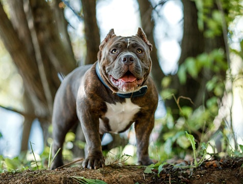 O Que o American Bully Pode Comer?