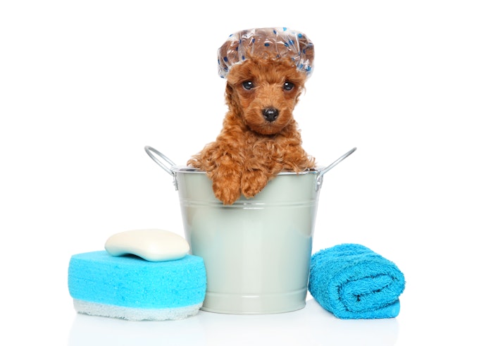 Qual Sabonete Podemos Usar em Cachorro?