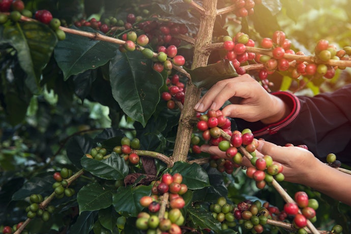Quais os Benefícios do Café Orgânico?