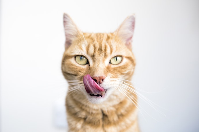 Sachê para Gato Faz Mal?