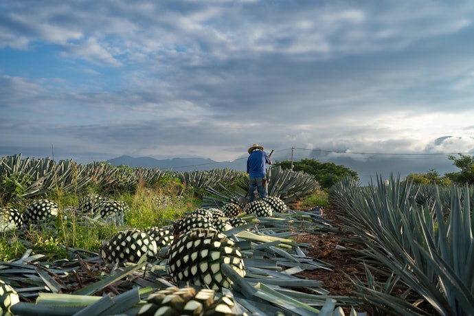 Tequila É Feita de Quê?