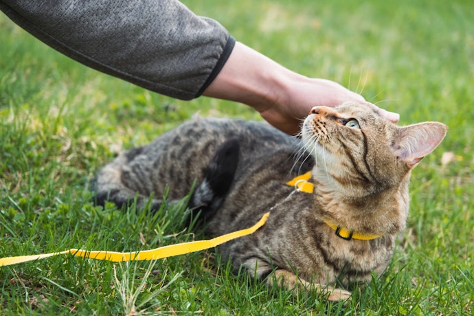 Existe Coleira para Gato Passear?