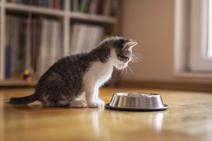 Quando Dar Ração para Filhote de Gato?