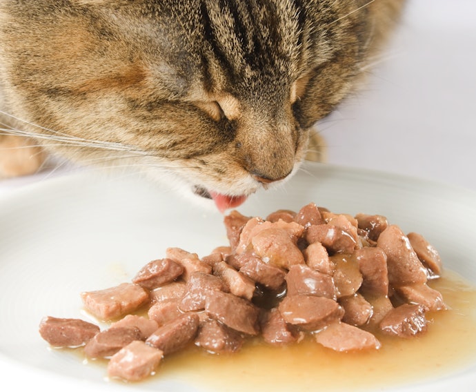 O Que É Ração Úmida para Gatos?
