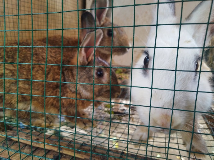 Por Que Comprar uma Gaiola para Coelho?