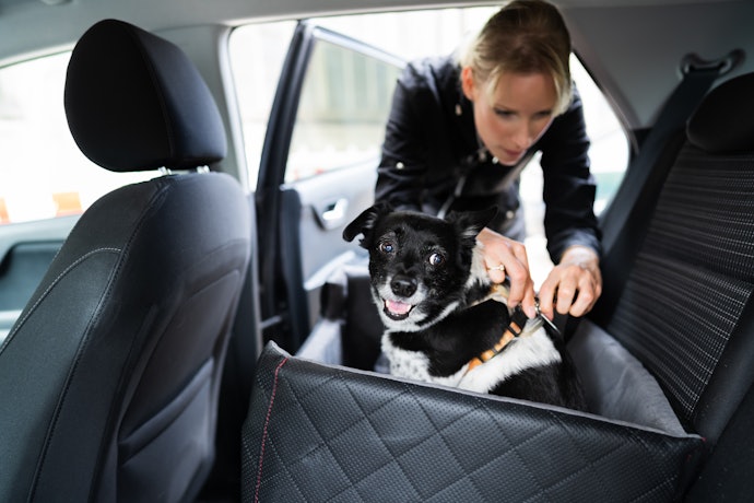 O Cinto de Segurança para Cachorro É Obrigatório por Lei?