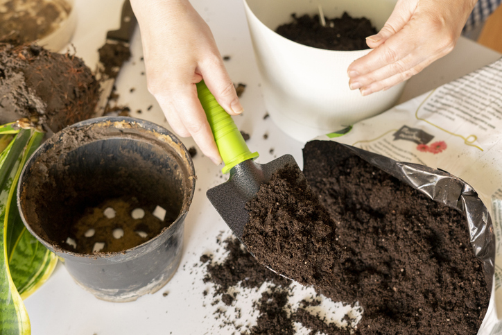 Top 10 Melhores Adubos para Plantas em Vasos (Forth Jardim e mais) | mybest