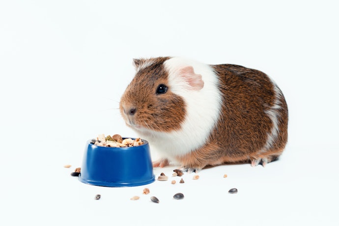 Qual é a Importância da Ração na Dieta do Porquinho-da-Índia?