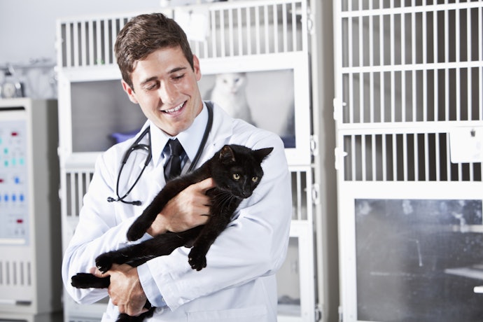Por que Usar Vermífugo e Antipulgas para Gatos?