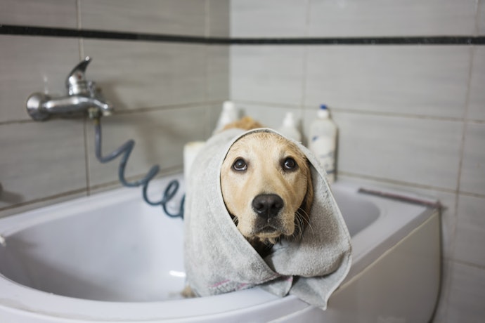 Para que Serve Condicionador para Cachorro?