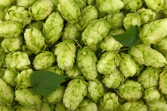 O Que é IBU da Cerveja?