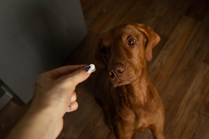 O Que É e para Que Serve o Vermífugo para Cães?