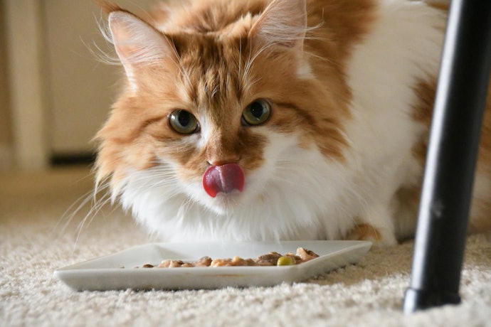 Por que Dar Ração Específica para Gatos Castrados?