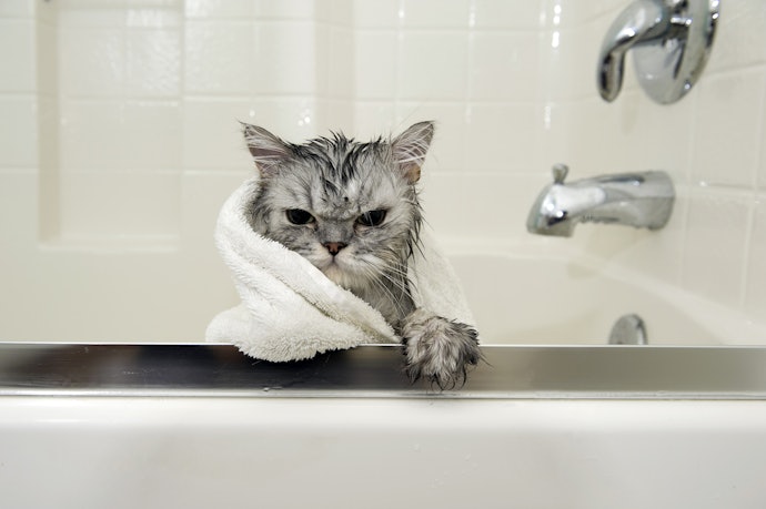 É Bom Dar Banho em Gato?