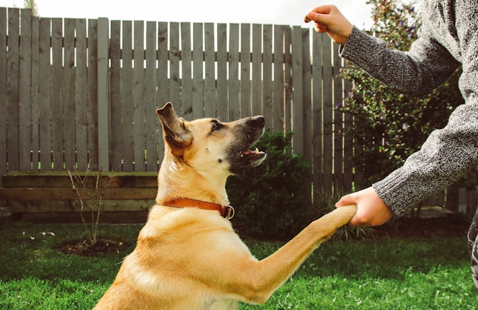 Quando Oferecer Petisco para Cachorro?