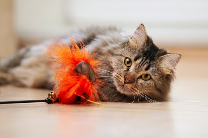 Com o que o Gato Gosta de Brincar?