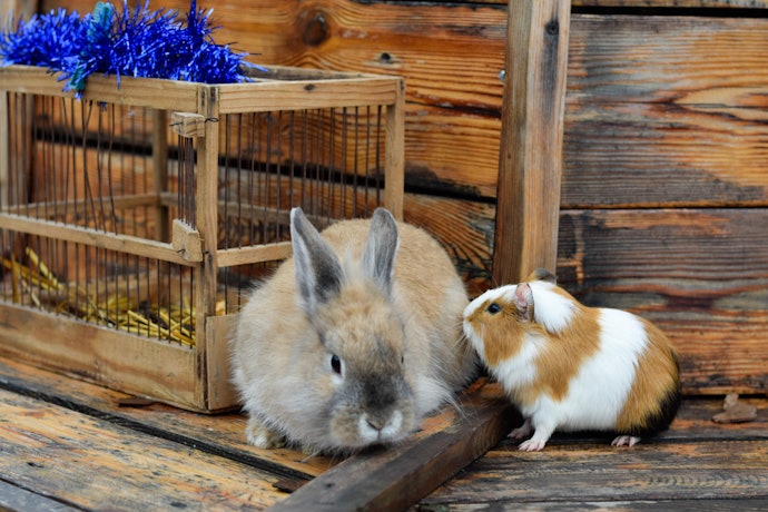Quais São as Diferenças Entre Ração para Roedores e para Coelhos?