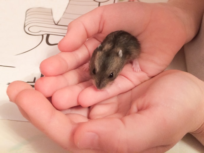 Qual a Ração Certa para Cada Raça de Hamsters?