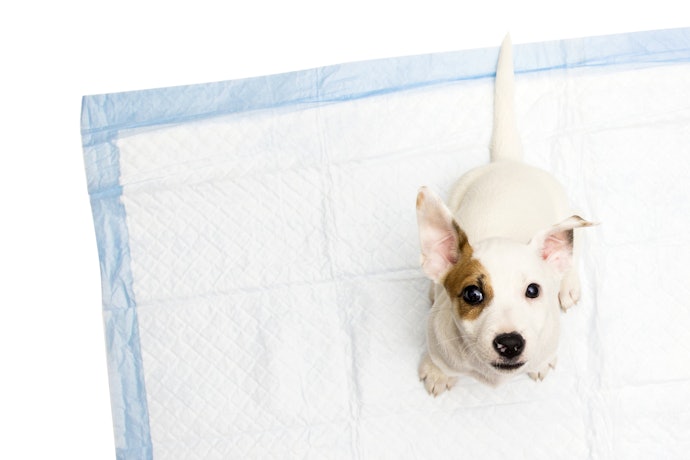 Quais São os Benefícios do Tapete Higiênico para Cachorro?