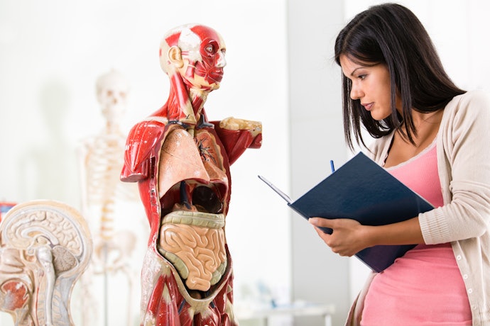Como Estudar Anatomia e Fisiologia Humana?