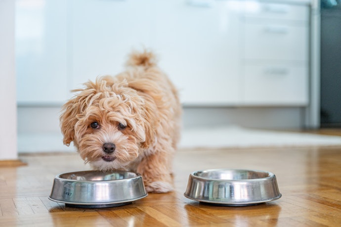 O Que a Ração para Cachorros Pequenos Precisa Oferecer?
