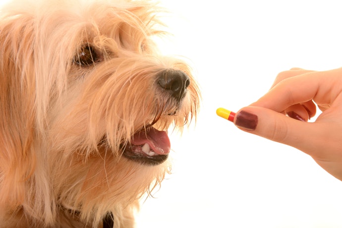 É Bom Dar Vitamina para Cachorro?