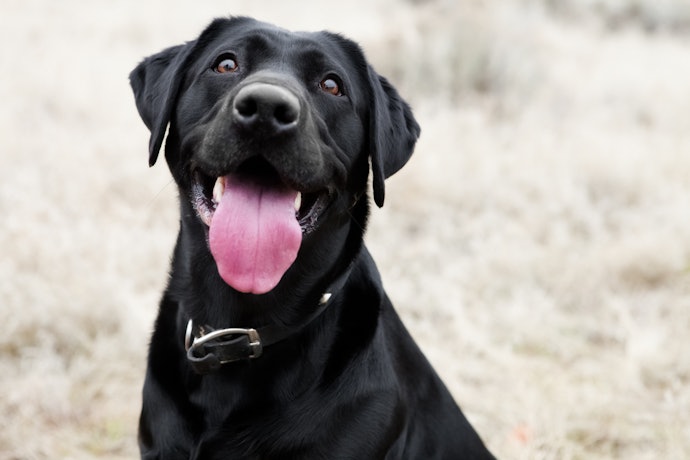 Como Funciona o Tapete Gelado para Cachorro?