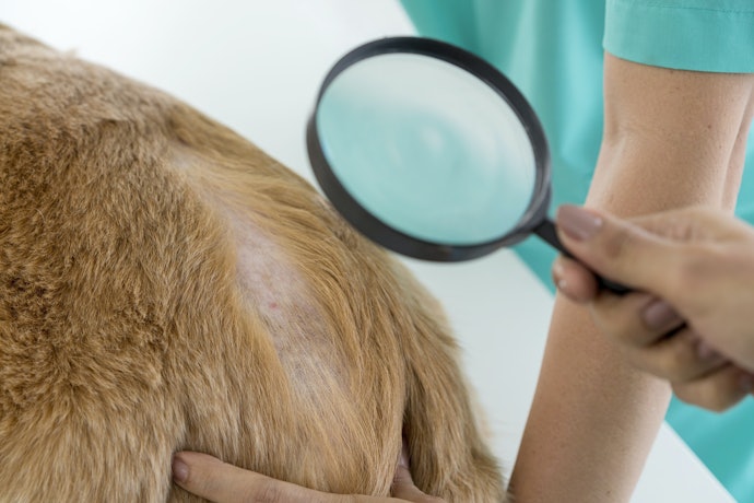 Como Saber Se Meu Cão Tem Alergia de Pele?
