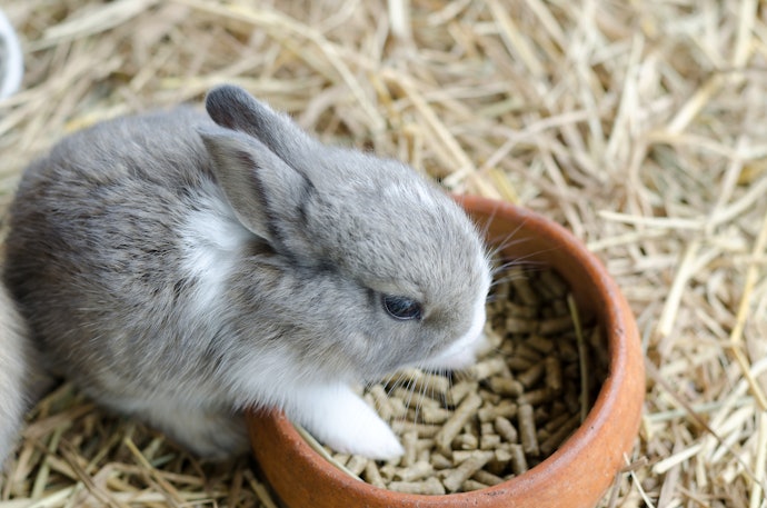 Quais São os Benefícios da Ração para Coelhos?