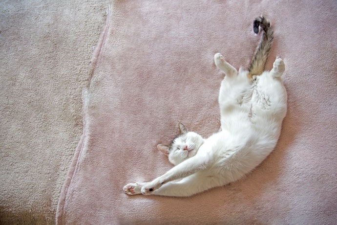 Qual o Tipo de Cama que os Gatos Mais Gostam?