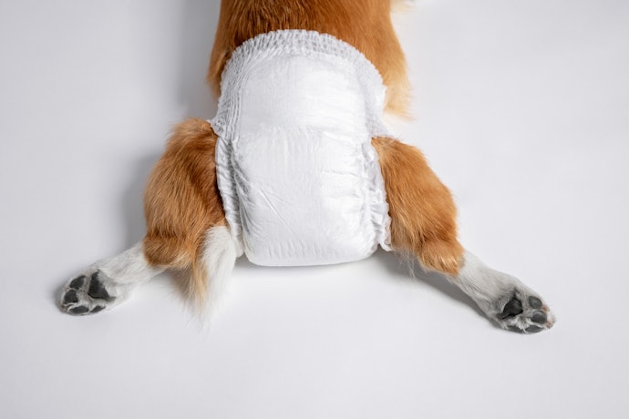 Afinal, Existe Fralda para Cachorro?