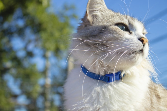 Por Que Devo Colocar uma Coleira no Gato?