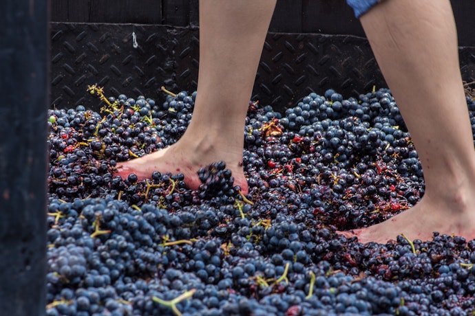 Como o Vinho Tinto é Feito?