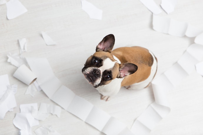 Por que Cães Filhotes Precisam de Brinquedos?