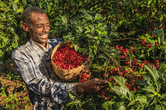 Por que Café em Grão É Mais Caro?