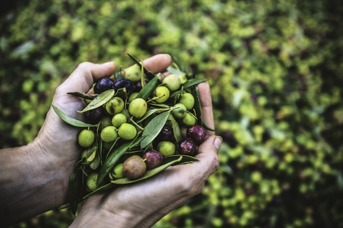 Azeitona é Fruta ou Legume?