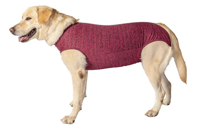O Que É e para Que Serve uma Roupa Pós-Cirúrgica para Cachorro?