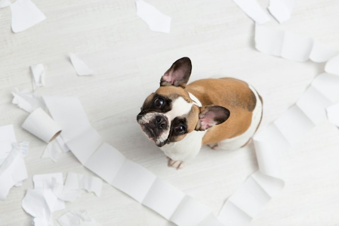 Por que Cães Filhotes Precisam de Brinquedos?