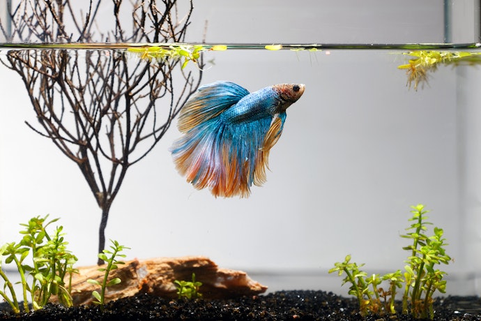 Como é a Alimentação do Peixe Betta?