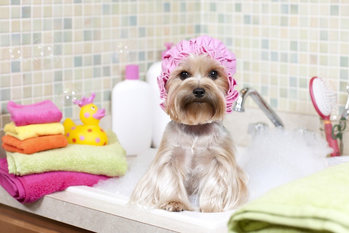 Pode Usar Shampoo de Humano em Cachorro?